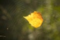 Leaf trapped in cobweb Royalty Free Stock Photo