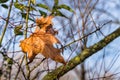 Winter Leaf on a Tree Branch on a Sunny Morning Royalty Free Stock Photo