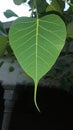 the leaf of a tree