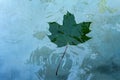 A leaf from a tree floats on the water Royalty Free Stock Photo
