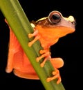 Leaf or tree frog Dendropsophus leucophyllatus