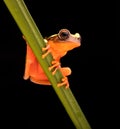 Leaf or tree frog, Dendropsophus leucophyllatus Royalty Free Stock Photo