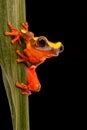 Leaf or tree frog, Dendropsophus leucophyllatus Royalty Free Stock Photo