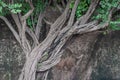 Leaf tree with intertwined branches before rock wall