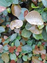 Leaf tree rain garden backdrop