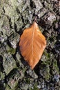 Leaf on tree trunk Royalty Free Stock Photo