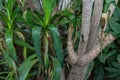 Leaf and tree trunk from yucca elephantipes agavaceae from mexiko and guatemala Royalty Free Stock Photo
