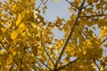 Leaf,tree,yellow,Buenos Aires,Argentina South America Latin America NICE Royalty Free Stock Photo
