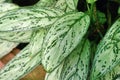 Leaf of tropical `Aglaonema Commutatum Silver Queen` plant Royalty Free Stock Photo