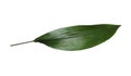 Leaf of tropical aspidistra plant isolated