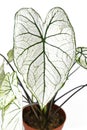 Leaf of tropical `Caladium Candidum White Christmas` houseplant or garden plant with white leaves and green veins Royalty Free Stock Photo