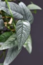 Leaf of tropical 'Epipremnum Pinnatum Cebu Blue' houseplant