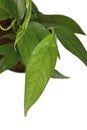 Leaf of tropical `Epipremnum Pinnatum` houseplant with narrow leaves on white background