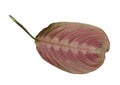 Leaf of tropical maranta plant Royalty Free Stock Photo