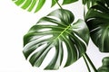 Leaf of tropical \'Monstera Deliciosa\' houseplant with fenestration and holes Royalty Free Stock Photo