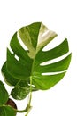 Leaf of tropical `Monstera Deliciosa Variagata` houseplant with white spots on white background Royalty Free Stock Photo