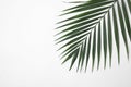 Leaf of tropical palm tree on white background Royalty Free Stock Photo