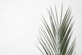 Leaf of tropical palm tree on white background Royalty Free Stock Photo