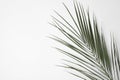 Leaf of tropical palm tree on white background Royalty Free Stock Photo
