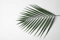 Leaf of tropical palm tree on white background Royalty Free Stock Photo