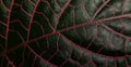 Tropical leaf with red veins Royalty Free Stock Photo