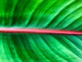 leaf of a tropical plant