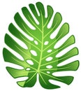 Leaf tropical plant - Monstera.