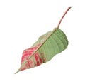 Leaf of tropical poinsettia plant Royalty Free Stock Photo