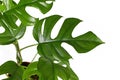 Leaf of tropical `Rhaphidophora Tetrasperma` plant, a trendy house plant with small leaves with windows on white background