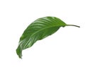 Leaf of tropical spathiphyllum plant Royalty Free Stock Photo