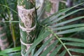 Leaf and trunk of dypsis lutescens arecaceae gold fruit palm from madagaskar Royalty Free Stock Photo