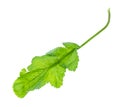 leaf of tsitsmati herb (caucasian garden cress