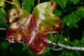 Leaf turning red during fall season on American sweetgum tree, also called american storax