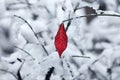 Leaf on the twig covered with snow. Royalty Free Stock Photo