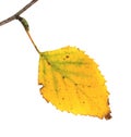 Leaf at a twig of a Silver Birch in autumn Royalty Free Stock Photo