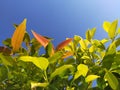 Leaf under sky