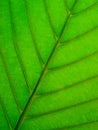 Leaf Underside Royalty Free Stock Photo