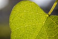 Leaf vains on a vine plant