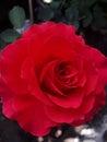 Rose redrose flowerlove blossom bloom Ã Â¸âÃ Â¸Â­Ã Â¸ÂÃ Â¸ÂÃ Â¸Â¸Ã Â¸Â«Ã Â¸Â¥Ã Â¸Â²Ã Â¸Å¡ Royalty Free Stock Photo