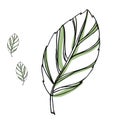 Leaf vector drawing set. Isolated tree leaves. Herbal engraved style illustration. Organic product sketch. Hand drawn Royalty Free Stock Photo