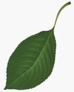 Leaf. Vector illustration