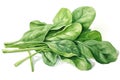Leaf vegetable green spinach raw fresh background healthy food ingredient white vegetarian plant