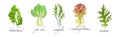 Leaf Vegetable and Herbs with Name Vector Set Royalty Free Stock Photo