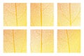 Leaf vein cell skeleton texture abstract background set with close up plant leaf cells structure pattern. Royalty Free Stock Photo