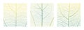 Leaf vein cell skeleton texture abstract background set with close up plant leaf cells structure pattern. Royalty Free Stock Photo