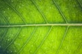 Leaf vein texture background Royalty Free Stock Photo