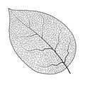 Leaf vein vector texture isolated transparent autumn black detail botanical vein leaf organic