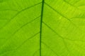 Leaf Veins