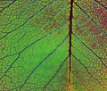 Leaf Veins Royalty Free Stock Photo