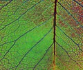 Leaf Veins